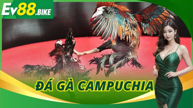 Đá Gà Campuchia