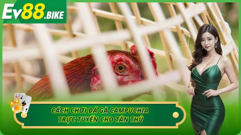 Cách chơi đá gà Campuchia mới nhất tại EV88