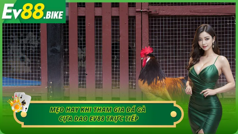 Những mẹo chơi đá gà cựa dao cực chuẩn