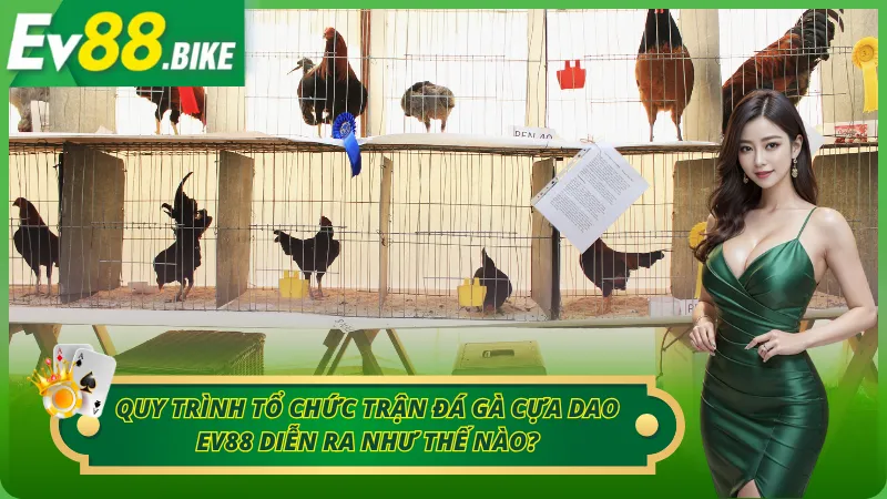 Quy trình tổ chức một trận đá gà cựa dao chuẩn
